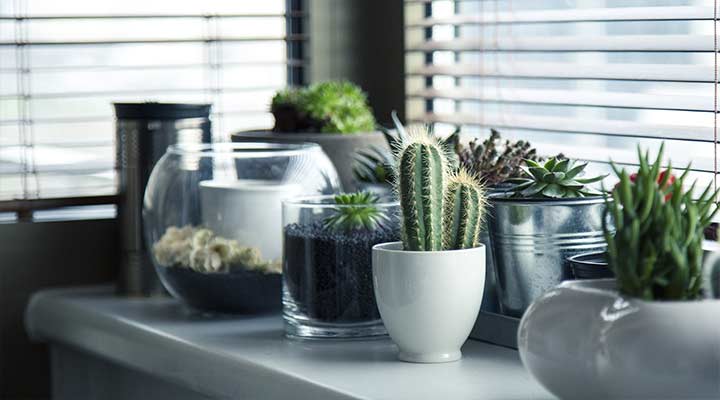 indoor gardens