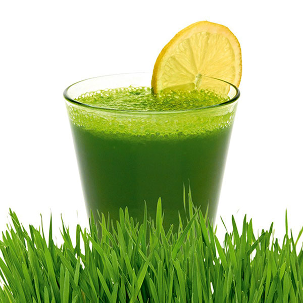 Benefits Wheatgrass Juice Recipe Besto Blog